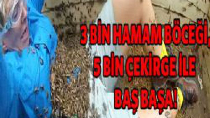 3 bin hamam böceği ile baş başa!