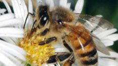 Arıları baz istasyonları mı öldürüyor?