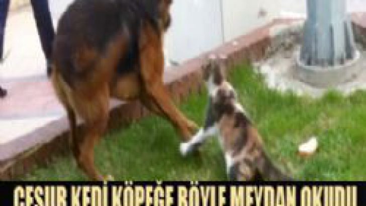 Kedi ile köpeğin ekmek kavgası