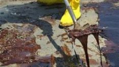 Körfezi petrolden bakteriler temizledi