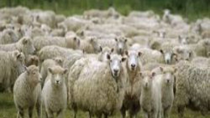 Rüyada Koyun Sürüsü Görmek ne Anlama Gelir?