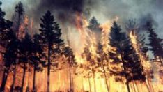 Rüyada Orman Yangını Görmek ne Anlama Gelir?