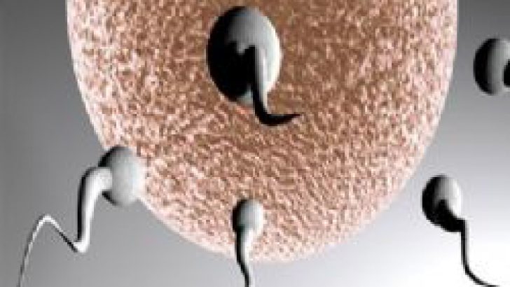 Yağlı yiyecekler sperm kalitesini düşürüyor