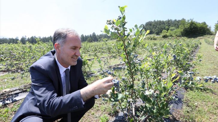 İnegöl Belediyesi; “Yaban Mersininde Hedef 20 Bin Kilogram Rekolte”