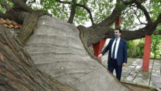 Kosova’daki Tarihi Ağacı Osmangazi Yaşatıyor