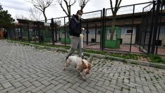 Osmangazi’de Yasaklı Irk Köpek Denetimi Artırıldı